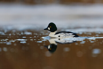 Common goldeneye (Bucephala clangula) male swimming in the river in spring.
