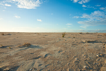 Fototapeta na wymiar Expansive sandy coastal scene with single reed growing under blue sky with white clouds