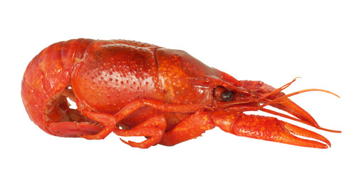 Cooked red crawfish or crayfish isolated. Png transparency