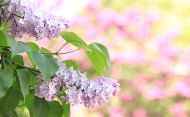 Lilac in the park. Lush spring blooming. Blurred background for text with bloom light pink lilac branch in foreground. Blooming tender lilac flowers