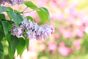 Lilac in the park. Close-up image of lilac flowers in sun light. Blurred image with soft focus. Natural background