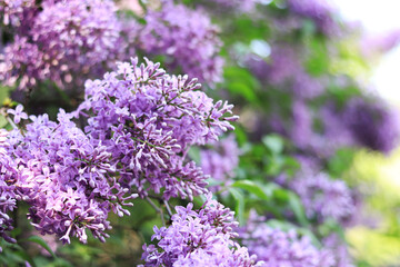 Fototapeta premium Lilac in the park. Flowering branch of violet lilac close-up. Blooming tender lilac flowers