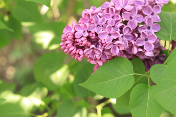 Lilac in the park. Flowering branch of pink lilac close-up. Blooming tender lilac flowers