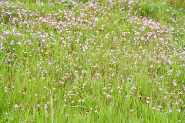 Fototapeta premium A field with different flowers.