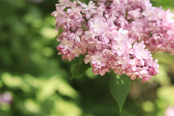 Lilac close-up with pale pink flowers. An abundance of lilac flowers for a romantic floral banner. Beautiful lilac flowers in the park
