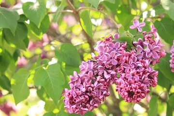 Obraz premium Lilac in the park. Flowering branch of pink lilac close-up. Blooming tender lilac flowers