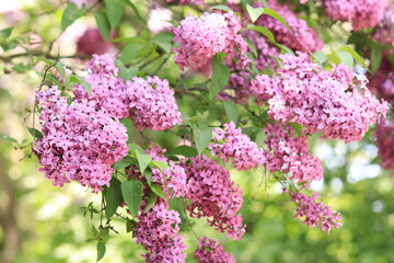 Lilac close-up with pink-purple flowers. An abundance of lilac flowers for a romantic floral banner