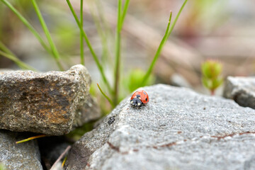 Ladybug on stone close up.