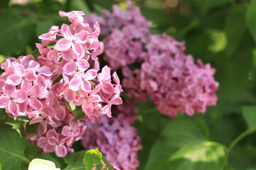 Flowers close-up. Floral background with pink lilac flowers. An abundance of lilac flowers for a romantic floral banner