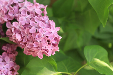Fototapeta premium Flowers close-up. Floral background with pink lilac flowers. An abundance of lilac flowers for a romantic floral banner