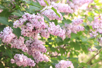 Lilac flowers close up. Floral background in pastel lilac and lavender shades. An abundance of lilac flowers with double petals for a romantic floral banner