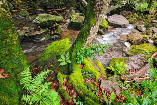brook in the forest. tranquil scenery with trees and rocks covered with lush moss