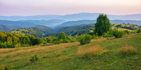 Fototapeta na wymiar rural mountain scenery in summer. stunning sunset view over the valley with trees and meadows on the rolling hills