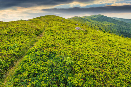 narrow trail path through the alpine meadow. beautiful rolling landscape of ukrainian carpathians in summertime