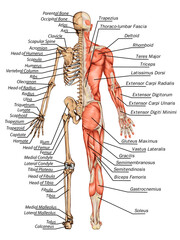 Didactic board of human skeleton and muscles, posterior view. Anatomy of human skeletal and muscular systems