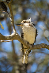 Close up of a beautiful Kookaburra bird in a gum tree in Australia. Australian Native bird.