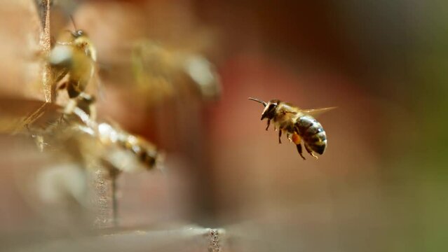 Super slow motion of bees flying in and out bee hive. Filmed on high speed cinema camera, 1000fps.