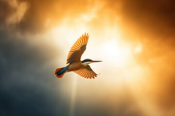 Fototapeta na wymiar Javan kingfisher flying on background