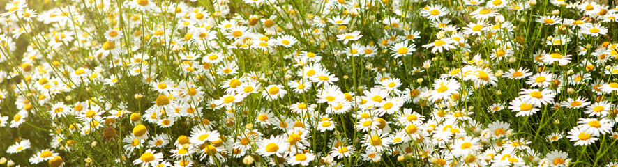 Fototapeta premium Chamomile flower field. Wild chamomile flowers growing in the meadow. Alternative medicine, chamomile officinalis. Summer flowers.