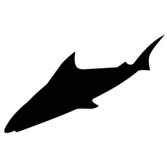 Shark Silhouette 