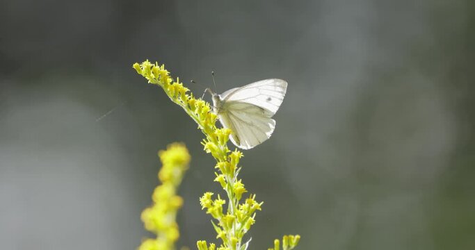 Pieris brassicae, the large white butterfly, also called cabbage butterfly. Large white is common throughout Europe, north Africa and Asia often in agricultural areas, meadows and parkland.