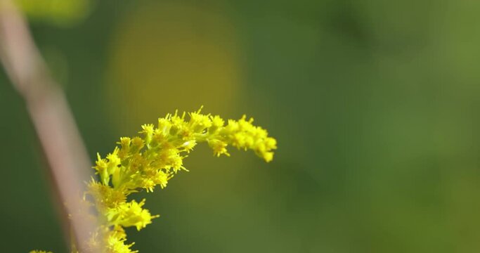 Pieris brassicae, the large white butterfly, also called cabbage butterfly. Large white is common throughout Europe, north Africa and Asia often in agricultural areas, meadows and parkland.