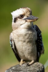 Close up of a beautiful Kookaburra bird in a gum tree in Australia. Australian Native bird.