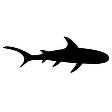 Shark Silhouette 