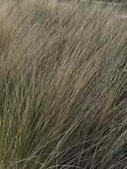 Beach scene with grasses in a sand dune