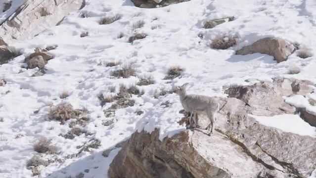 Solo Bharal (Blue Sheep) looks out for danger in the Himalayas of India.