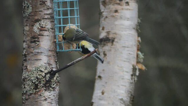 Cute blue tits feeding of a tallow ball in a birch tree. Medium shot