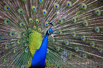 Obraz premium Beautiful peacock in love with bright colors .