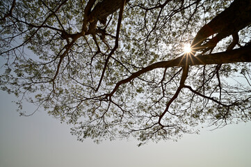 Branches of a tree in the sky with sunburst, India.