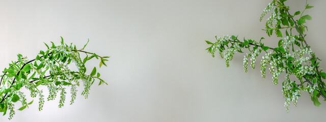 Panorama of a blooming Prunus padus tree with small white flowers on a white background. Spring concept.