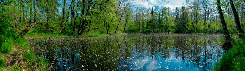 Panorama of forest lakes in spring, young leaves and freshly blossomed buds of trees and shrubs