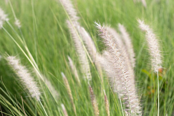 Fountain grass or pennisetum alopecuroides