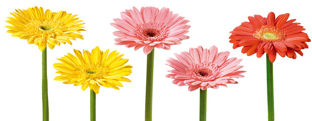 Fototapeta Grupo de flores gérbera isoladas em fundo transparente - flor gérbera amarela, flor gérbera rosa e flor gérbera vermelha  obraz