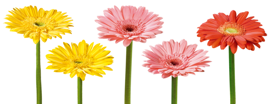 Grupo de flores gérbera isoladas em fundo transparente - flor gérbera amarela, flor gérbera rosa e flor gérbera vermelha 