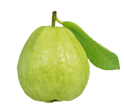 Guava fruit with leaf isolated. Png transparency