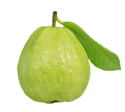 Guava fruit with leaf isolated. Png transparency