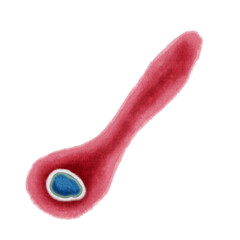 Clostridium tetani bacteria spore illness science microbiology