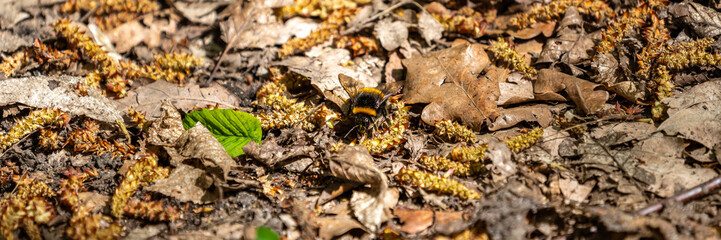 A bumblebee on the forest floor
