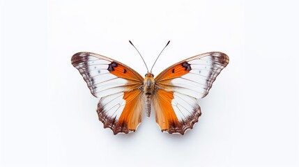 Fototapeta na wymiar Wunderschöner Schmetterling, im Frühling, Isoliert, freigestellt, generative AI