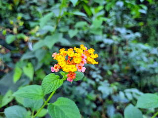 Many yellow, red, and pink lantana camara flowers in a botanical garden. Lantana Camara blossom in green nature.