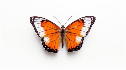 Obraz na płótnie Canvas Wunderschöner Schmetterling, im Frühling, Isoliert, freigestellt, generative AI