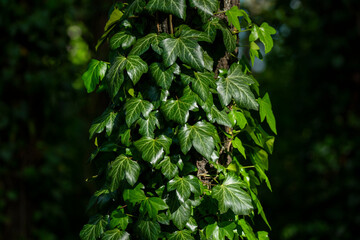 Ivy, Hedera helix or European ivy climbing on rough bark of a tree. Close up photo.