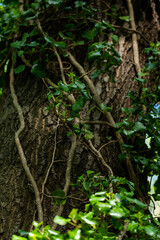 Ivy, Hedera helix or European ivy climbing on rough bark of a tree. Close up photo.