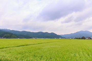 青々とした稲「農作業、田舎イメージ」
