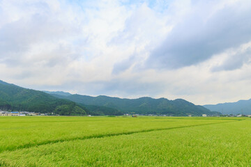 青々とした稲「農作業、田舎イメージ」