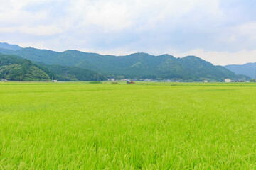 青々とした稲「農作業、田舎イメージ」